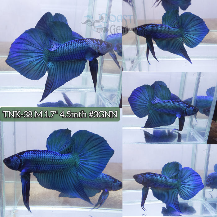 Live Male Betta Green mahachai hybrid wild Plakat High quality S061(TNK-38) what you see what you get!