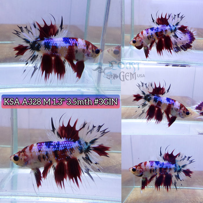 Live Male Betta Red Koi Crowntail Plakat High quality (KSA-A328) what you see what you get!