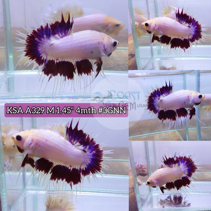 Live Male Betta Violet Butterfly Crowntail Plakat High quality (KSA-A329) what you see what you get!