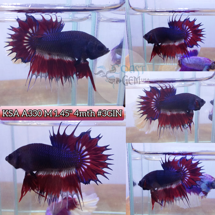 Live Male Betta Red Black Flag Crowntail Plakat High quality S273 (KSA-A330) what you see what you get!