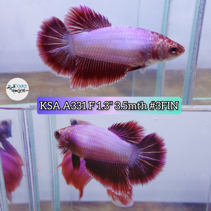 Live Female Betta Pink Salamander Halfmoon High quality (KSA-A331) what you see what you get!