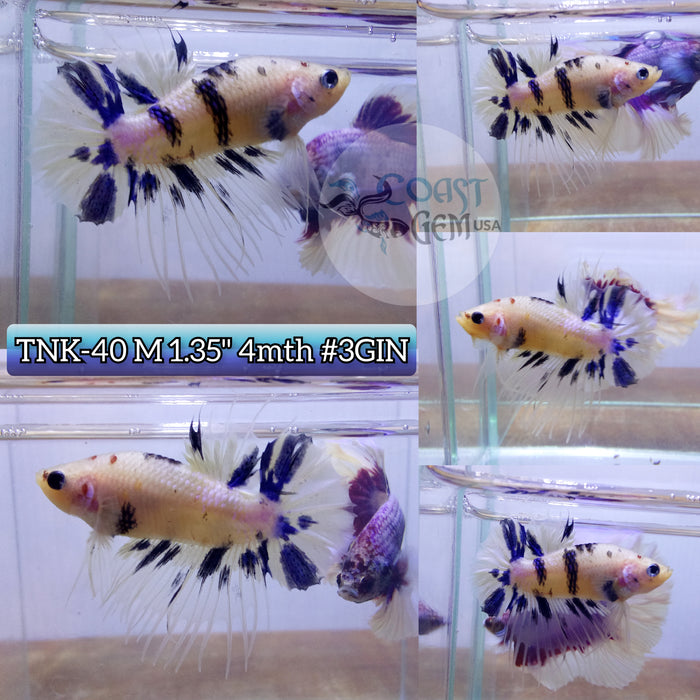 Live Male Betta Blue marble Plakat High quality S195(TNK-40) what you see what you get!