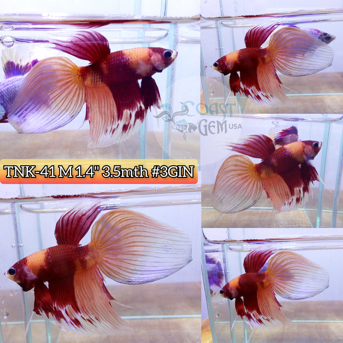 Live Male Betta Nemo Koi Velitail High quality (TNK-41) what you see what you get!