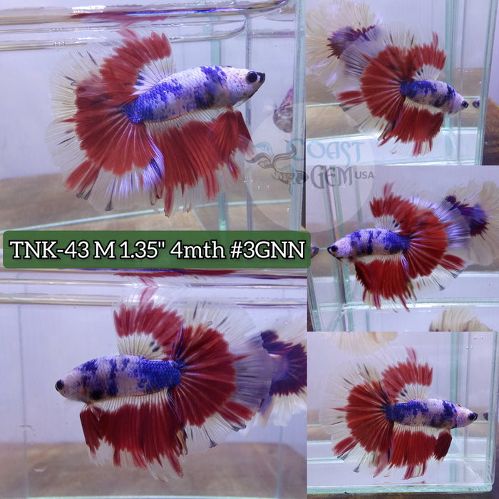 Live Male Betta Red Fancy Pattern Halfmoon High quality S130(TNK-43) what you see what you get!