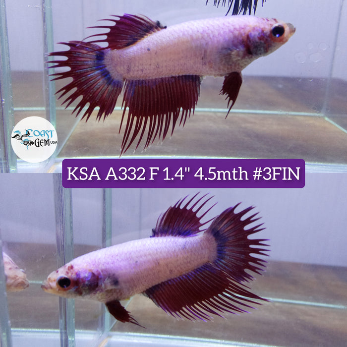 Live Female Betta Violet Lavender Crowntail High quality (KSA-A332) what you see what you get!