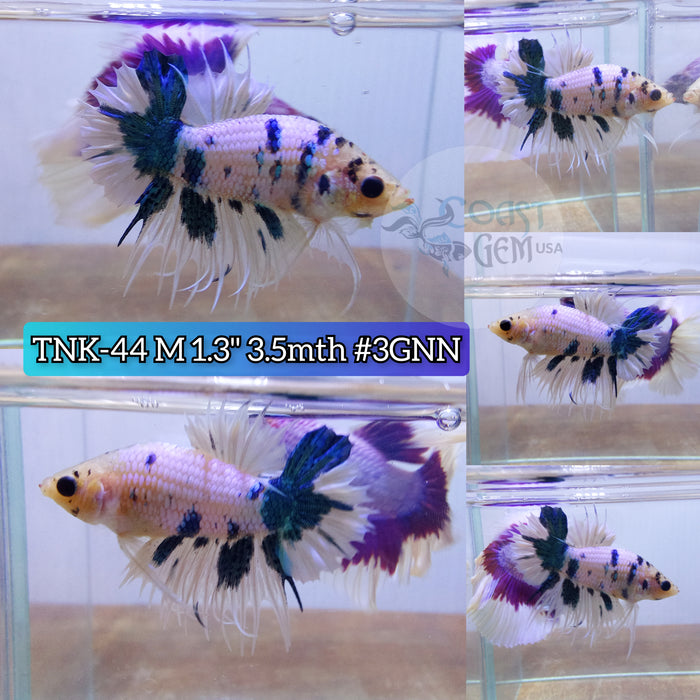 Live Male Betta Green marble Crowntail Plakat High quality S051(TNK-44) what you see what you get!