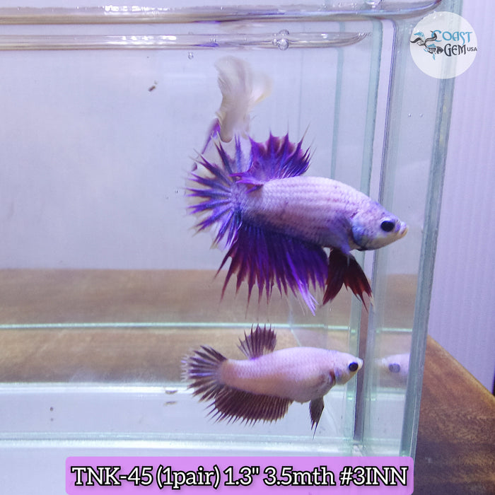 Live Male Betta Violet Lavender (1Pair) Crowntail Plakat High quality S063/S064(TNK-45) what you see what you get!