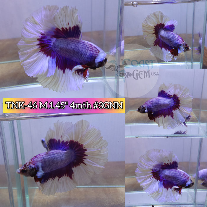 Live Male Betta Violet Salamander Rosetail High quality (TNK-46) what you see what you get!