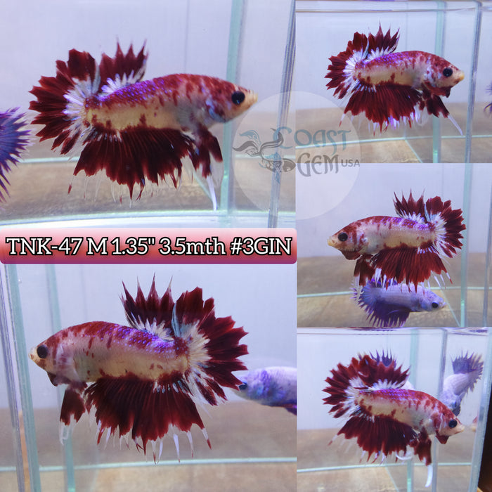 Live Male Betta Red Koi Crowntail Plakat High quality S126(TNK-47) what you see what you get!