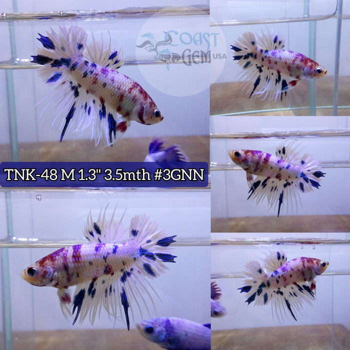 Live Male Betta Blue Candy dot Crowntail Plakat High quality S133(TNK-48) what you see what you get!