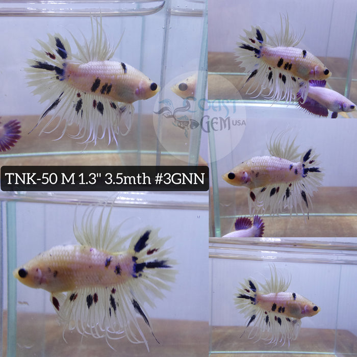 Live Male Betta Fancy marble Crowntail Plakat High quality S197(TNK-50) what you see what you get!