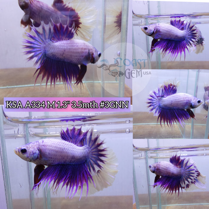 Live Male Betta Violet Fancy Dragon Crowntail Plakat High quality (KSA-A334) what you see what you get!