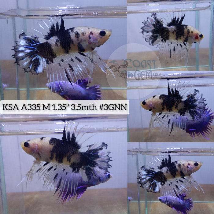 Live Male Betta Classic Black Koi Crowntail Plakat High quality (KSA-A335) what you see what you get!