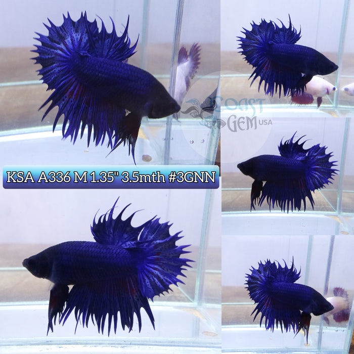 Live Male Betta Royal Blue Crowntail Plakat High quality (KSA-A336) what you see what you get!