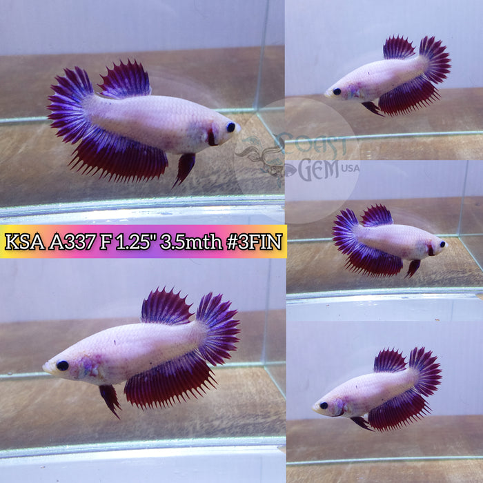 H Live Female Betta Violet Lavender Crowntail Plakat High quality (KSA-A337) what you see what you get!