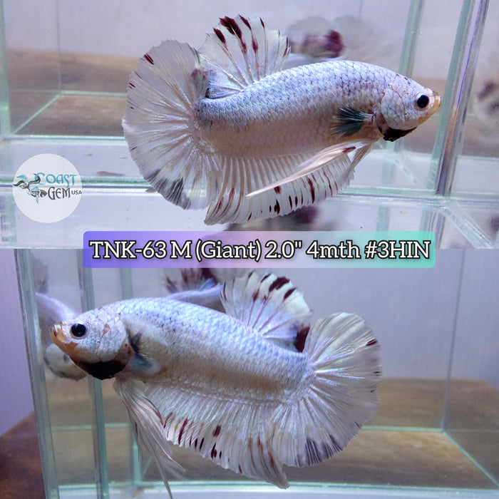 Live Male Betta Giant Fancy Dragon Plakat  S199 (TNK-63) High quality what you see what you get!!