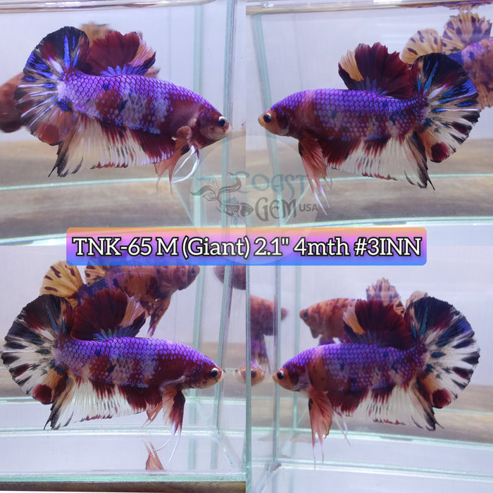 Live Male Betta Giant Violet Candy metallic Plakat  (TNK-65) High quality what you see what you get!!