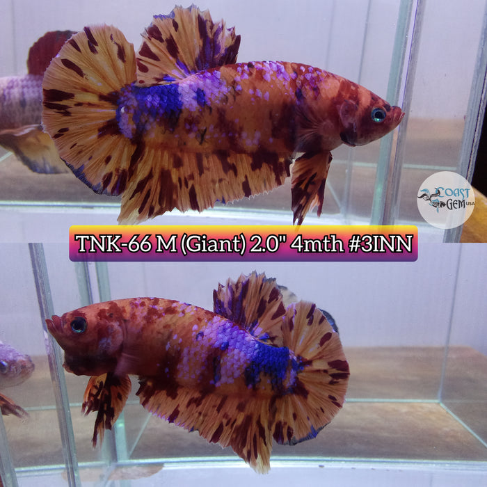 Live Male Betta Giant Orange Fire Fancy Nemo Plakat(TNK-66) High quality what you see what you get!!