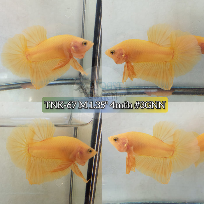 Live Male Betta Super yellow Solid color Plakat S277(TNK-67) High quality what you see what you get!