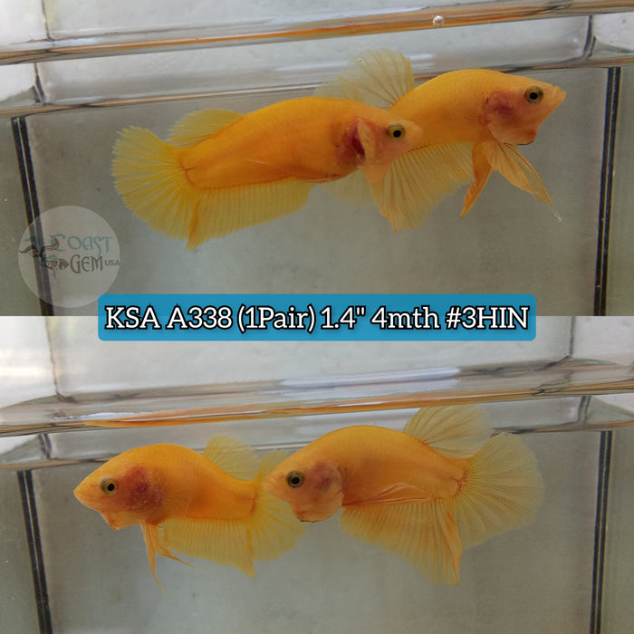 Live (1pair)Betta Super yellow Solid color Plakat (KSA-A338) High quality what you see what you get!