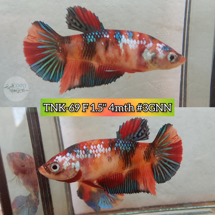 Live Female Betta Galaxy Nemo Plakat(TNK-69) High quality what you see what you get!