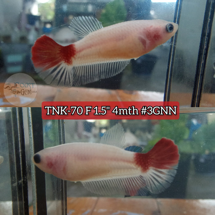 Live Female Betta Red Marking Koi Plakat (TNK-70) High quality what you see what you get!