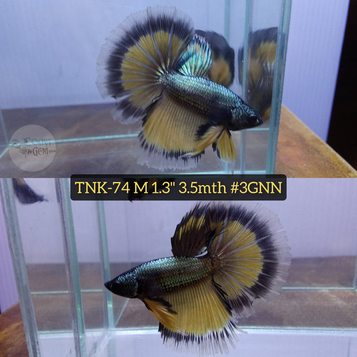 Live Male Betta Yellow Copper Mustard Halfmoon S046(TNK-74) High quality what you see what you get!