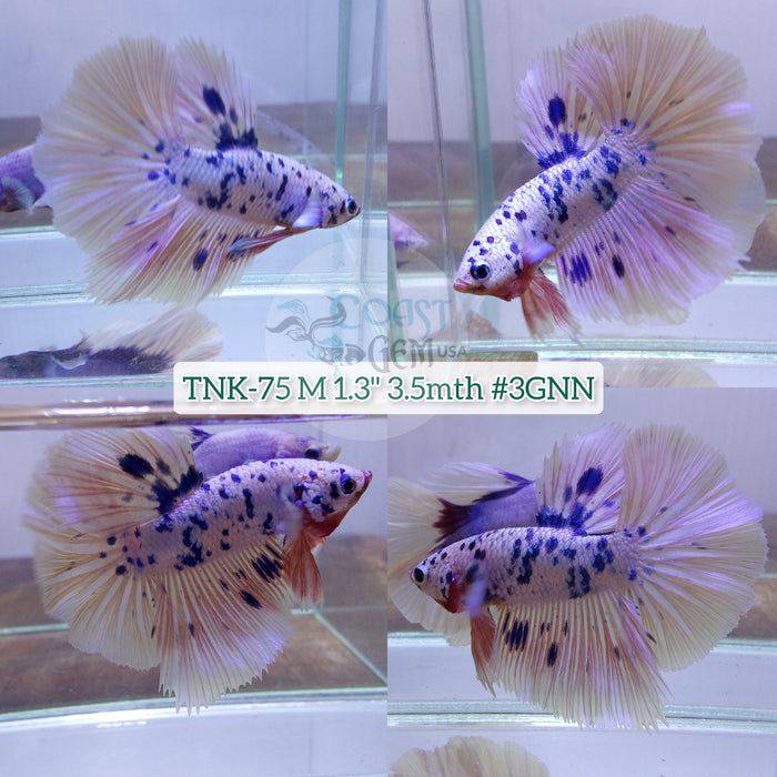 Live Male Betta Blue Fancy marble dot Halfmoon (TNK-75) High quality what you see what you get!