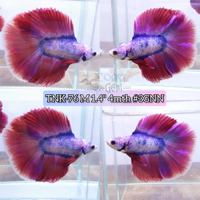 Live Male Betta Pink blue Muscot Doubletail Halfmoon S269(TNK-76) High quality what you see what you get!