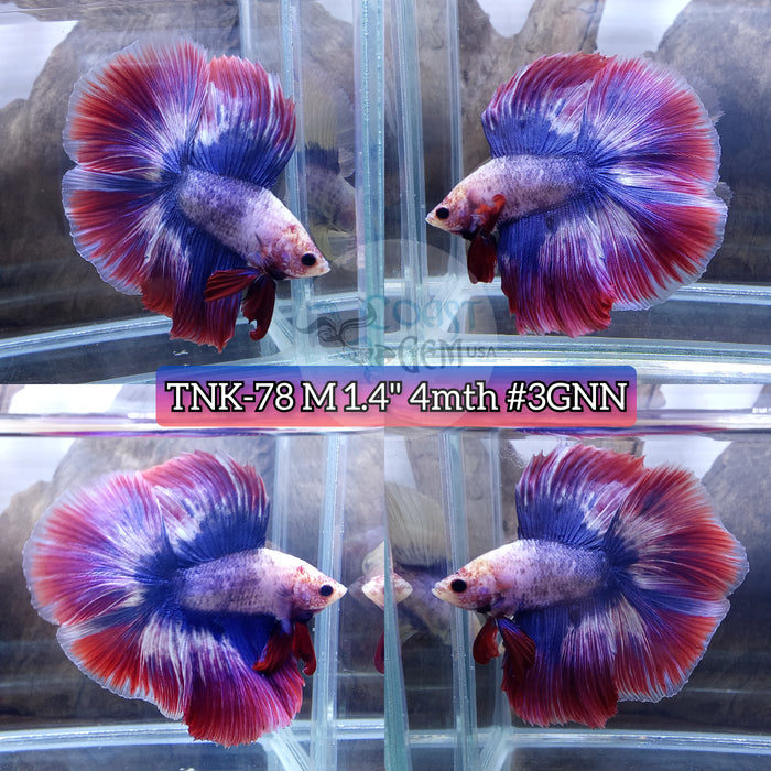 Live Male Betta Red Blue Muscot Flag Doubletail Halfmoon High quality (TNK-78) what you see what you get!