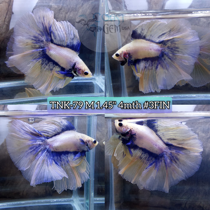 Live Male Betta Yellow blue  Grizzle Doubletail Halfmoon High quality (TNK-79) what you see what you get!