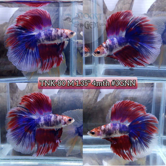 Live Male Betta Red Fancy marble Doubletail Halfmoon High quality (TNK-80) what you see what you get!