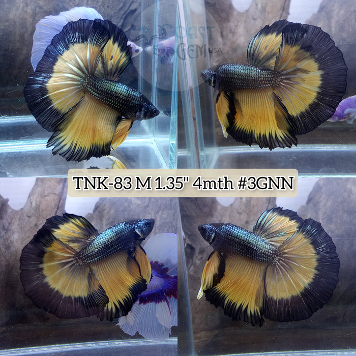 Live Male Betta Copper Yellow black mustard Halfmoon High quality (TNK-83) what you see what you get!