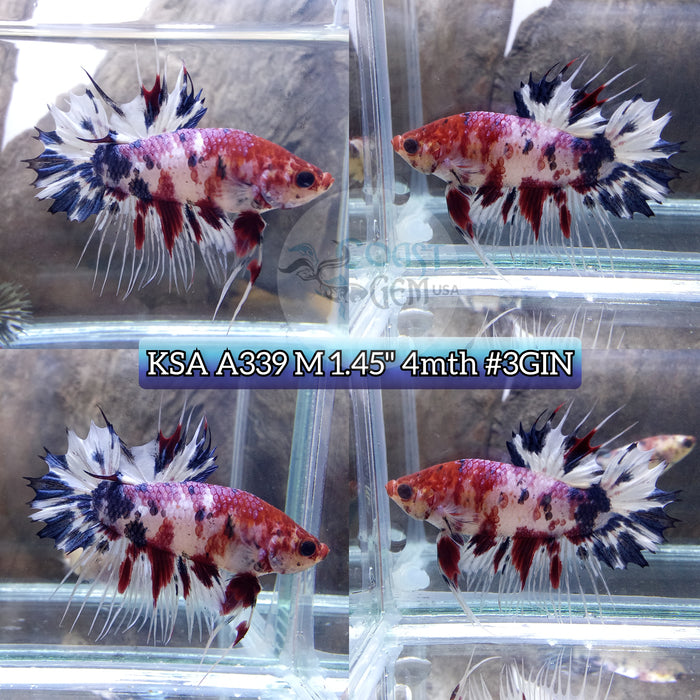 Live Male Betta Fancy Koi Crowntail Plakat High quality (KSA-A339) What you see what you get!