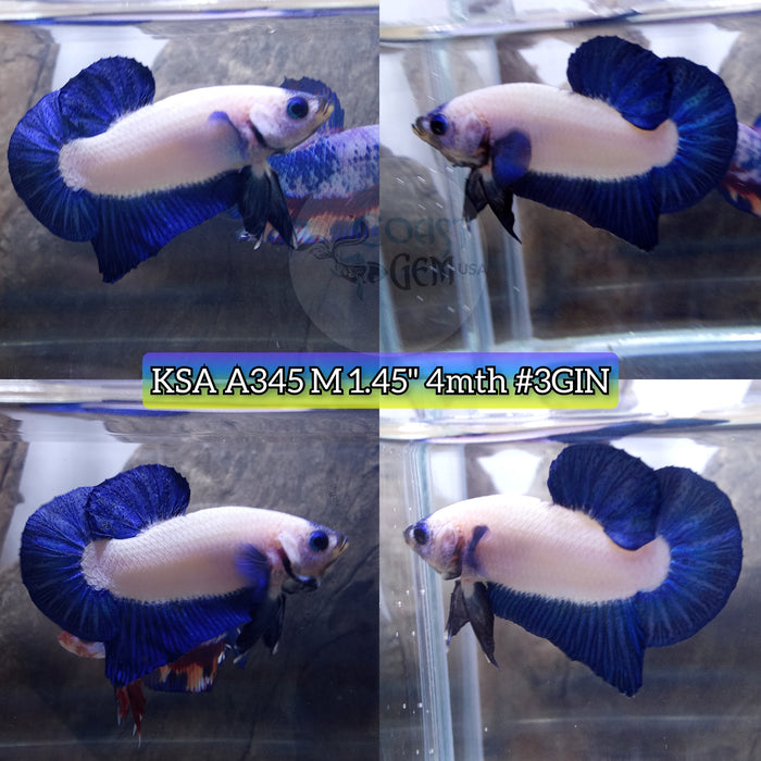 H Live Male Betta Blue rim marble Bi colors Plakat High quality (KSA-A345) What you see what you get!