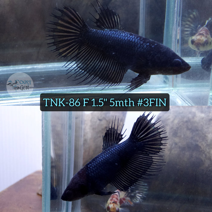 Live Female Betta Black Copper Crowntail High quality (TNK-86) S198 what you see what you get!