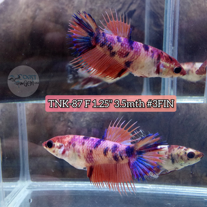 Live Female Betta Fancy Koi Crowntail High quality (TNK-87) S140 what you see what you get!