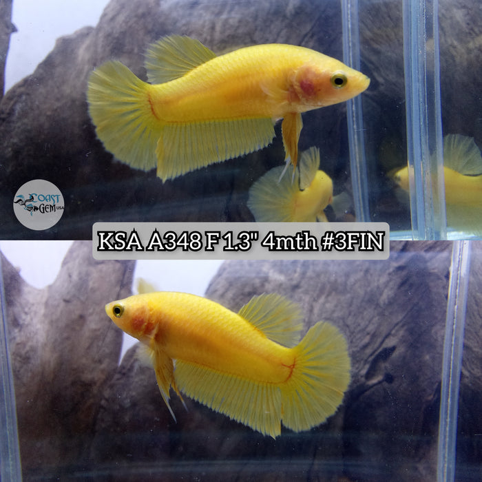 H Live Female Betta Yellow Solid color Plakat High quality (KSA-A348) What you see what you get!