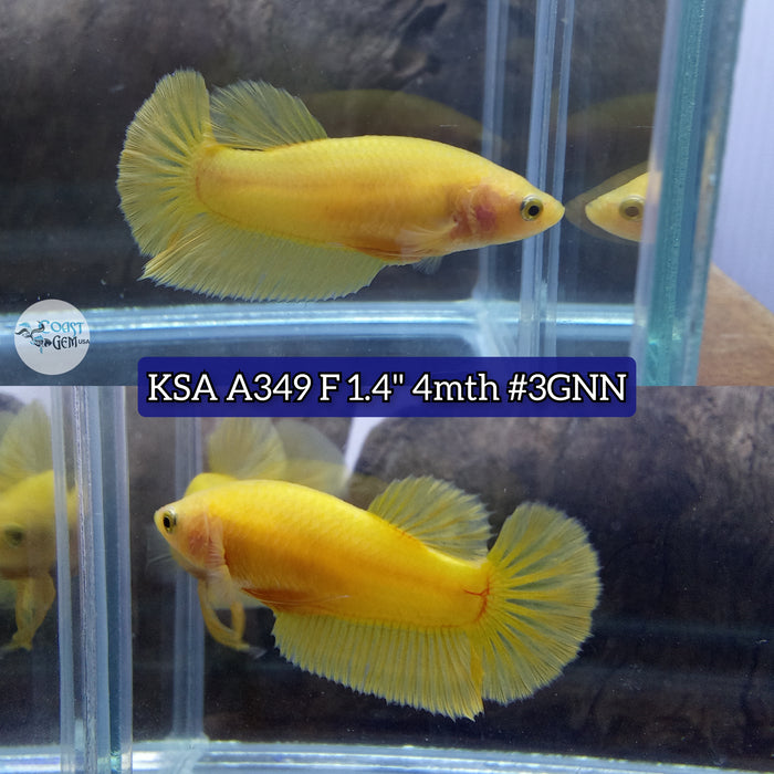 H Live Female Betta Yellow Solid color Plakat High quality (KSA-A349) What you see what you get!