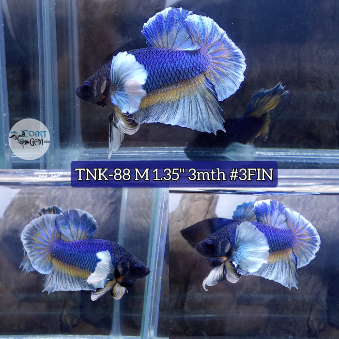 Live Male Betta Blue Yellow Mustard Dumbo Big Ear Plakat (TNK-88) S267 High quality what you see what you get!