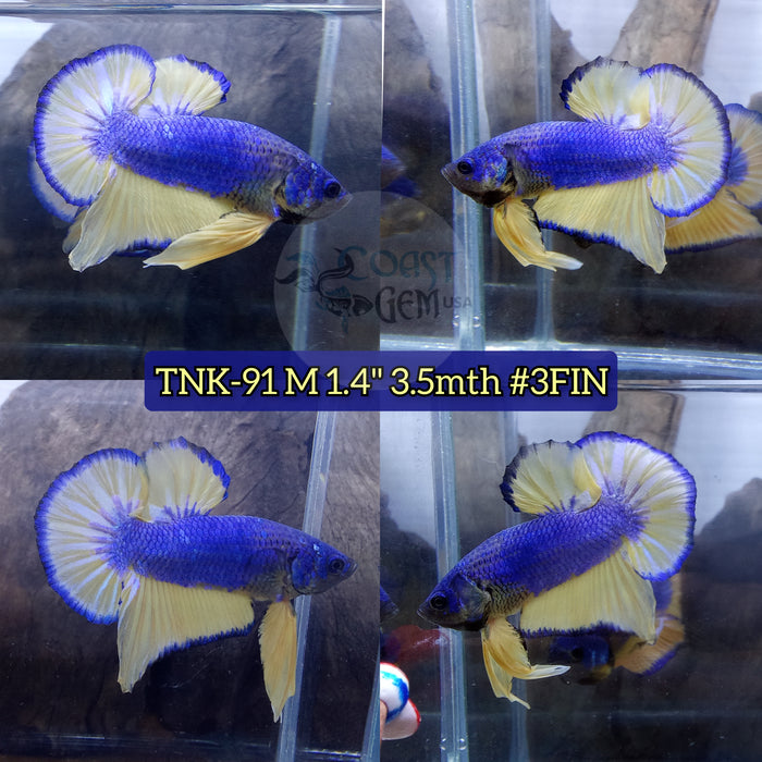 Live Male Betta Blue Yellow Mustard Plakat (TNK-91) S141 High quality what you see what you get!