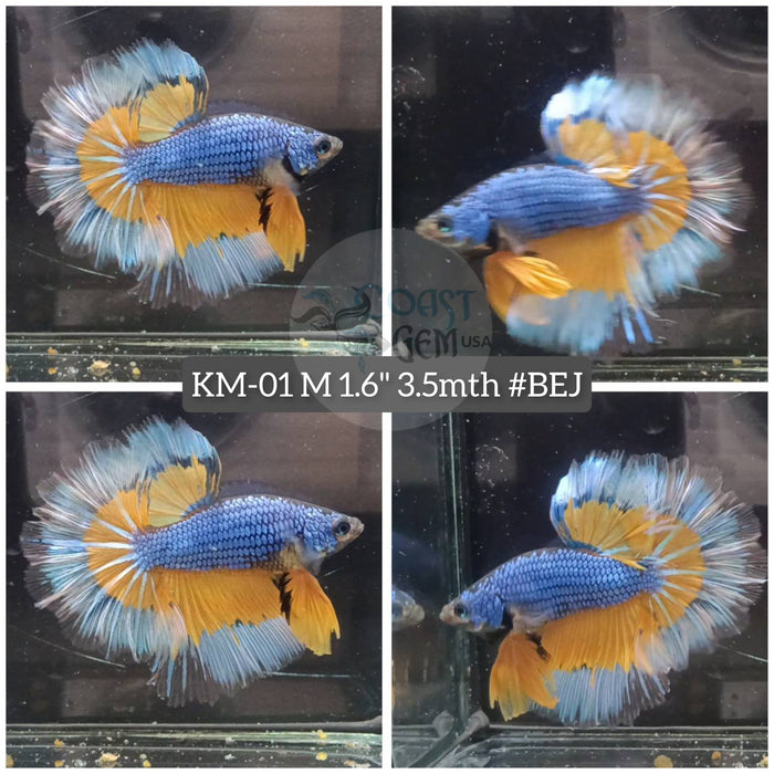 XLive Male Betta Yellow blue mustard Butterfly Halfmoon (KM-01) High quality what you see What you get!