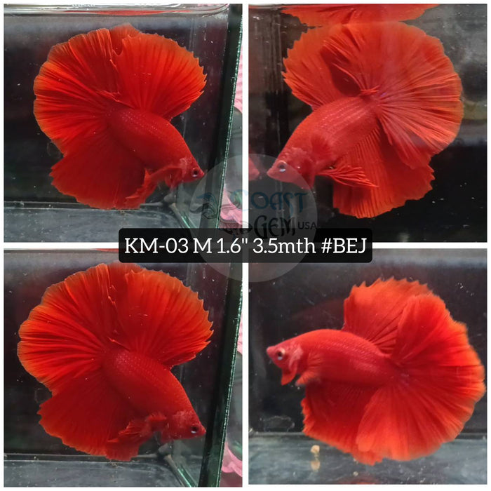 H Live Male Betta Super Red Solid Halfmoon (KM-03) High quality what you see What you get!