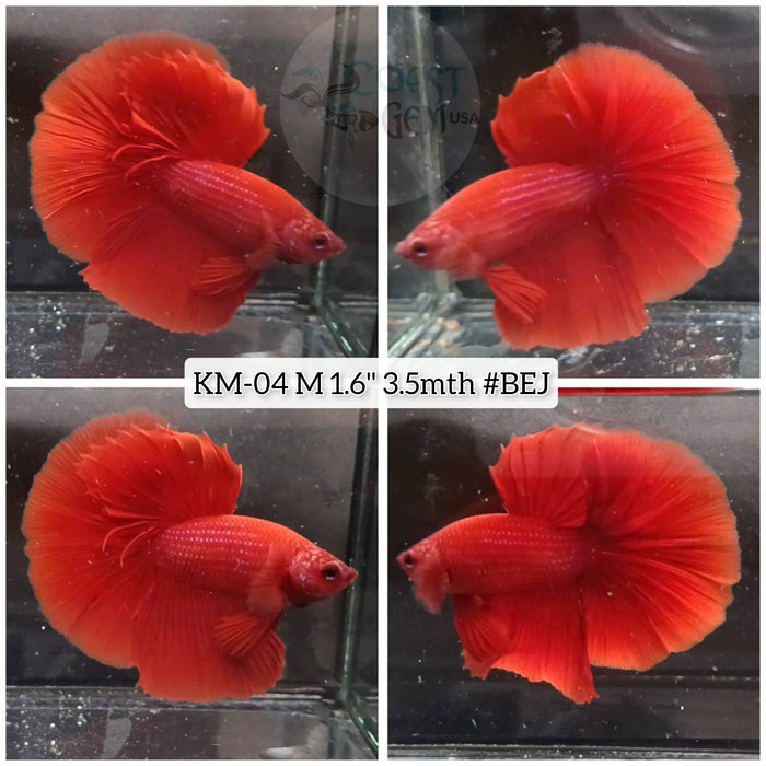 XLive Male Betta Super Red Solid Halfmoon (KM-04) High quality what you see What you get!