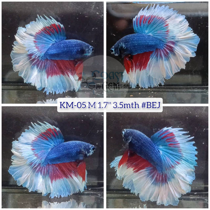 X Live Male Betta Blue Red Butterfly Rosetail Halfmoon (KM-05) High quality what you see What you get!