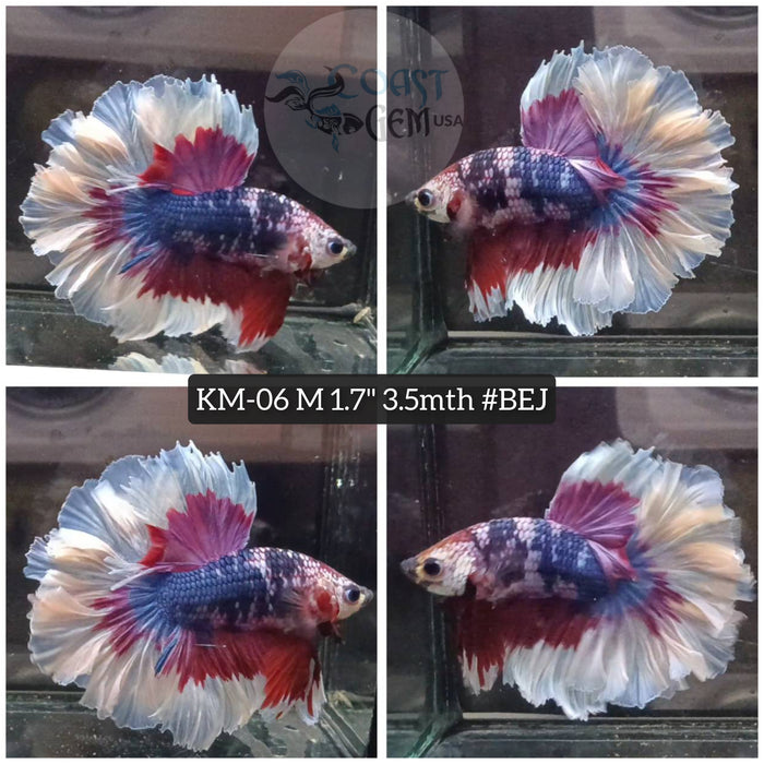 X Live Male Betta Violet Blue Fancy marble Rosetail Halfmoon (KM-06) High quality what you see What you get!