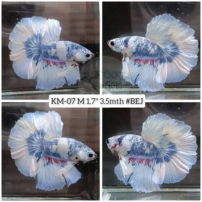 X Live Male Betta Blue Fancy marble Halfmoon (KM-07) High quality what you see What you get!