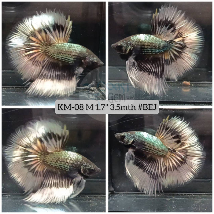 H Live Male Betta Copper Butterfly Halfmoon (KM-08) High quality what you see What you get!