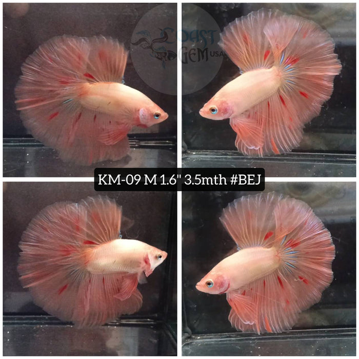 H Live Male Betta Orange Vanda Halfmoon (KM-09) High quality what you see What you get!