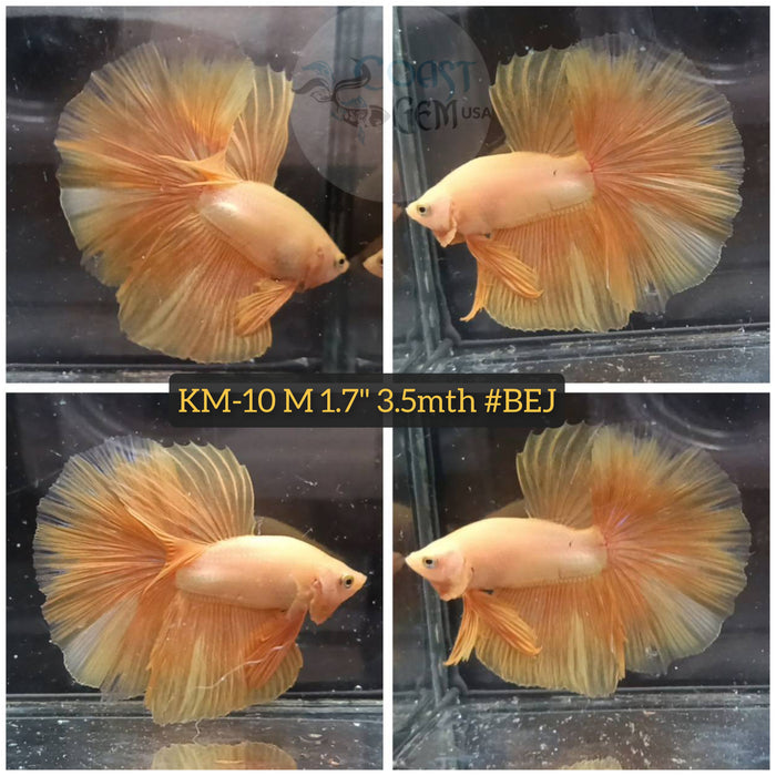 H Live Male Betta Super yellow Halfmoon (KM-10) High quality what you see What you get!